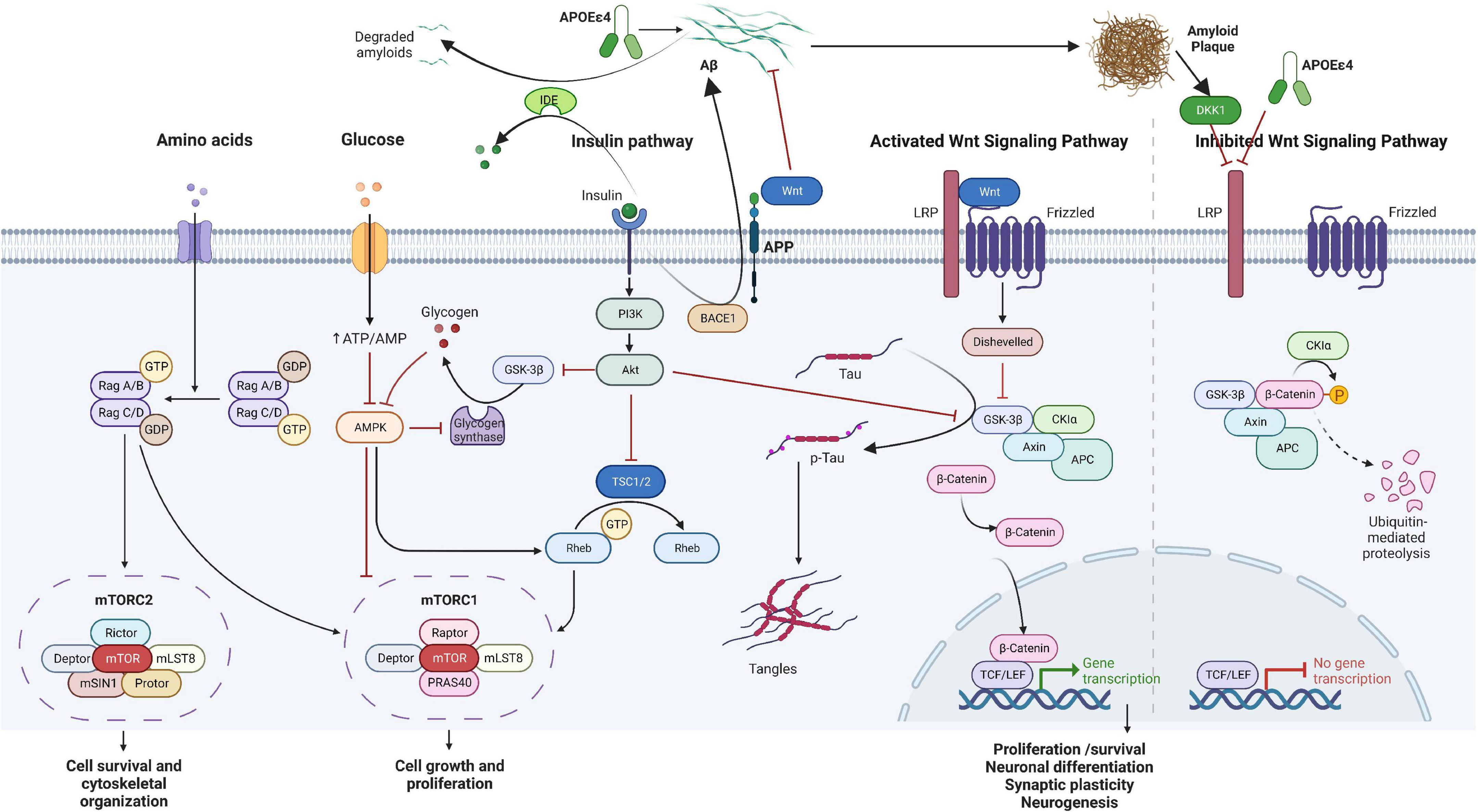 From attention-deficit hyperactivity disorder to sporadic Alzheimer’s disease—Wnt/mTOR pathways hypothesis